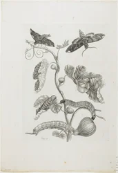 Fjärilar, larver och växter, 1705-71 (etsning och gravyr)
